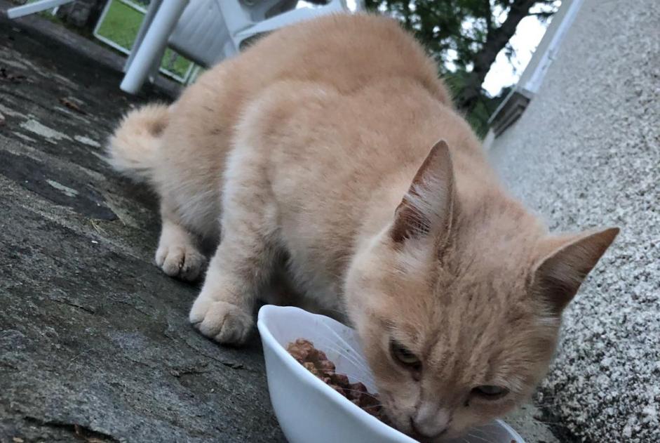 Fundmeldung Katze rassenmischung Unbekannt Menet Frankreich