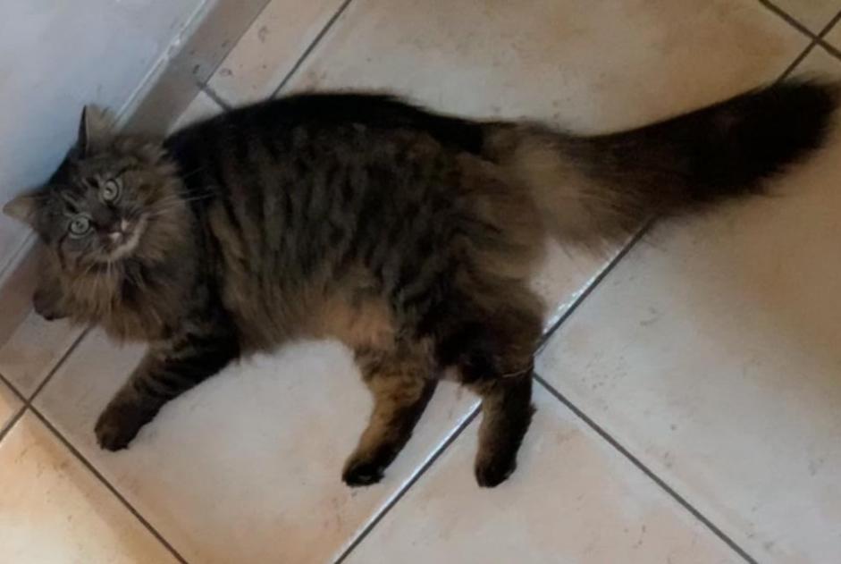Vermisstmeldung Katze  Weiblich , 5 jahre Plorec-sur-Arguenon Frankreich