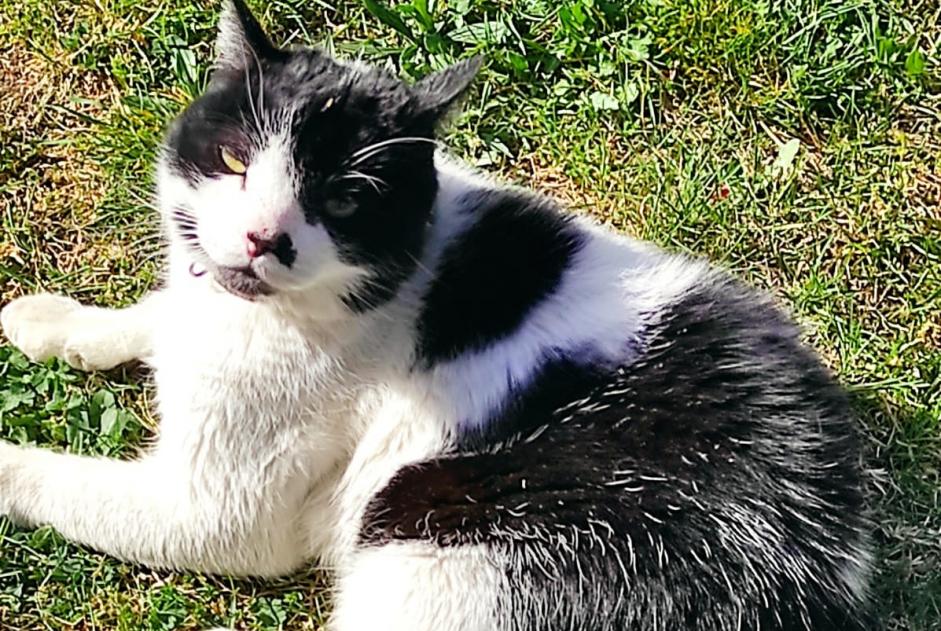 Vermisstmeldung Katze Männliche , 15 jahre Gap Frankreich