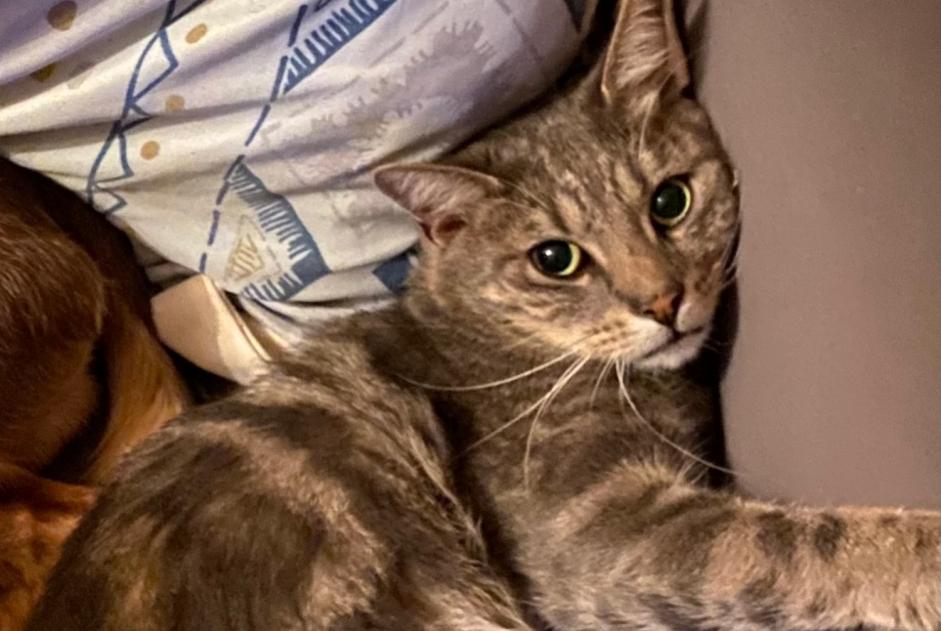 Alerta de Desaparición Gato Macho , 3 años Pierrefitte-en-Cinglais Francia