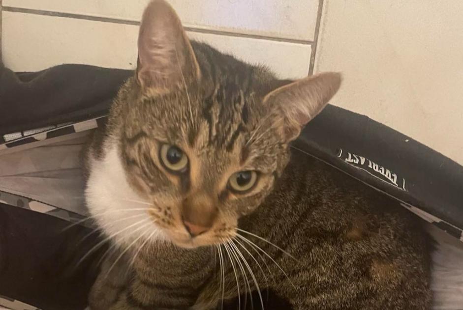 Alerta de Desaparición Gato cruce Macho , 4 años Denain Francia