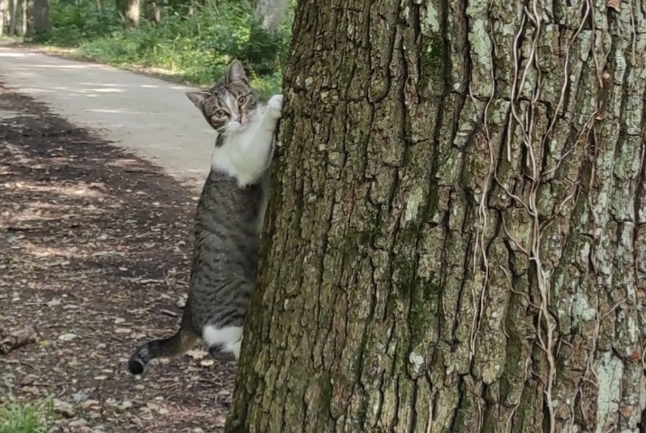 Alerta de Desaparición Gato  Hembra , 1 años Boissy-Mauvoisin Francia