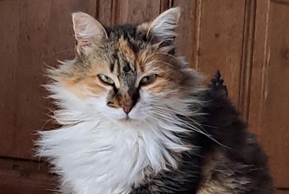 Alerte Disparition Chat Femelle , 4 ans Lacassagne France