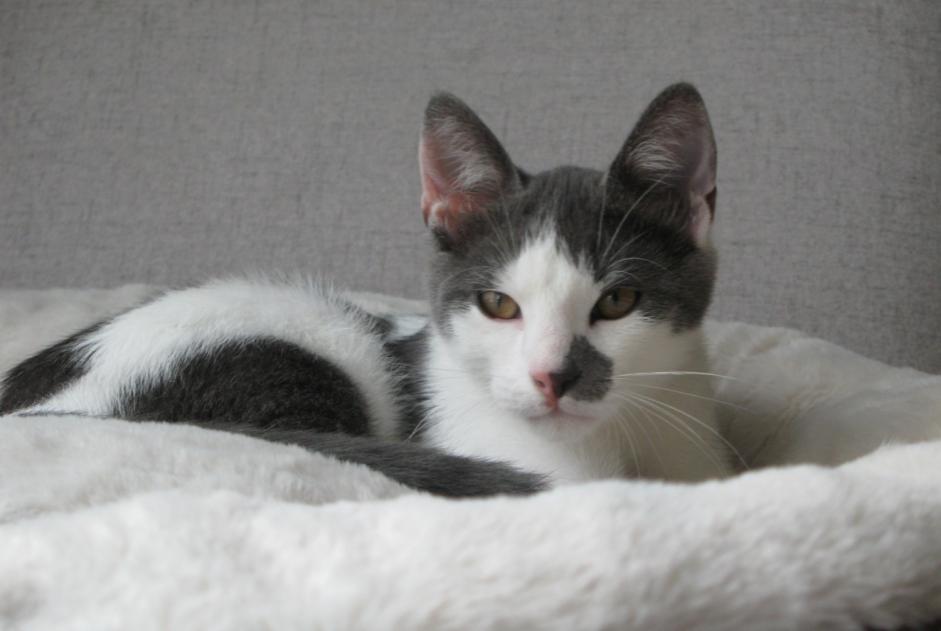 Alerte Disparition Chat croisement Mâle , 0 ans Lille France