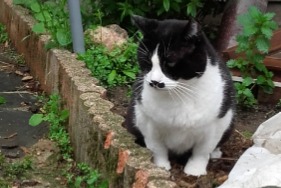 Avviso scomparsa Gatto Maschio , 7 anni Urbanya Francia