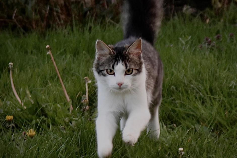 Alerta desaparecimento Gato cruzamento Macho , 3 anos Ploubazlanec France