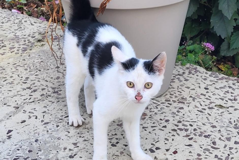 Alerta descoberta Gato Desconhecido Montillières-sur-Orne France